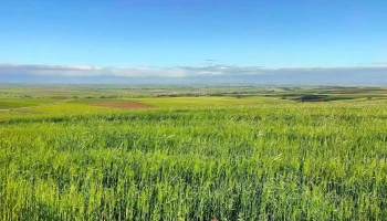 Bularros - Bularros