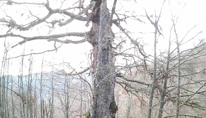 Ermita De L Arcenoriu Como Llegar - Asturias