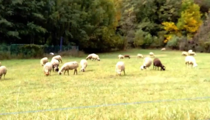 Esglesia Parroquial De Sant Joan Fumat Videos - lleida