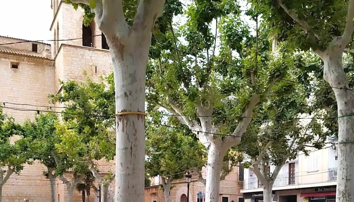 Plaza De La Iglesia De Binissalem -  Videos - Binissalem
